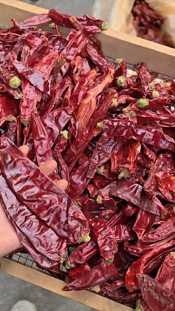 Red Dragon 23 Chili: High Color and Controlled Heat for Food Processing